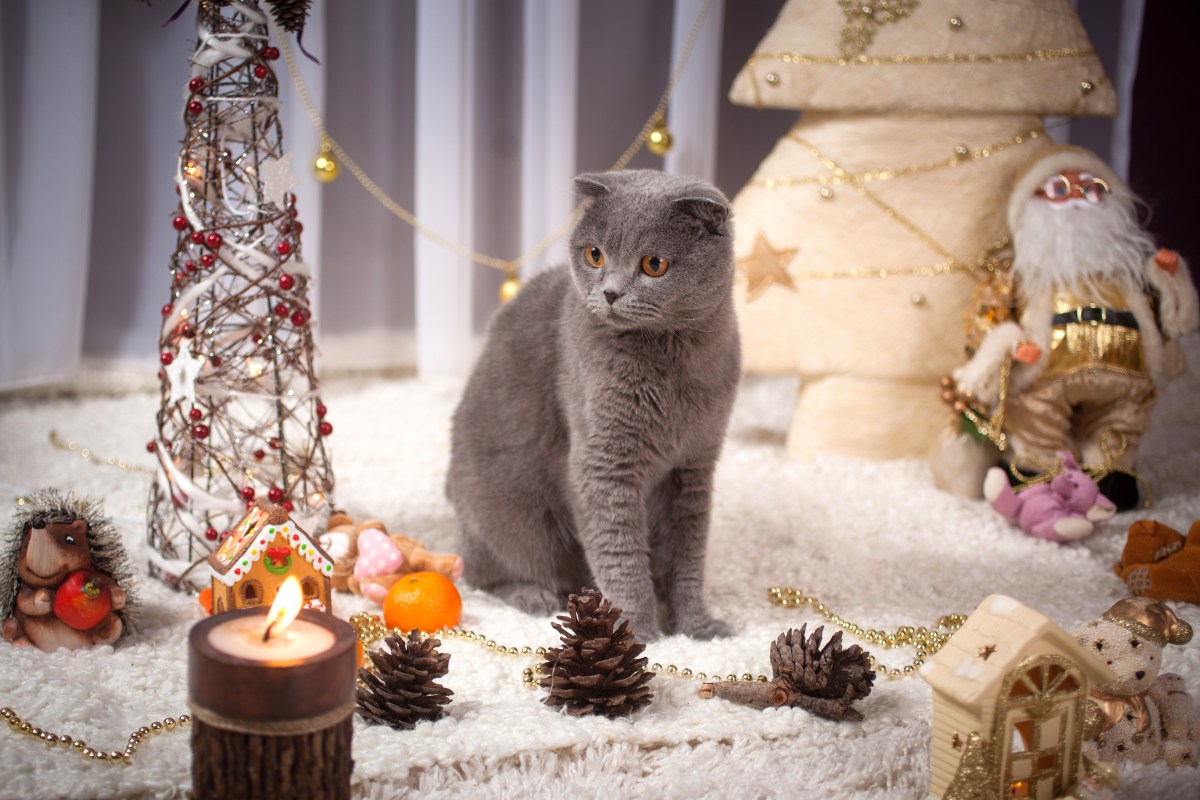 Cuida a tu gato: ciertos árboles de Navidad pueden ser tóxicos para tu ...