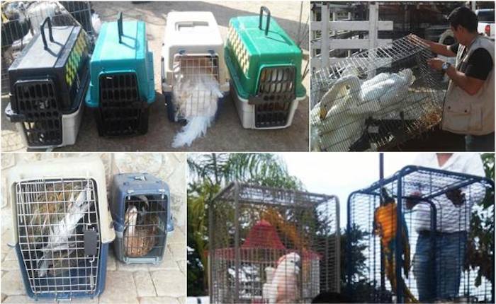 Cisnes negros (como el operativo) y otras aves exóticas de “El Chapo” están en manos de Profepa.