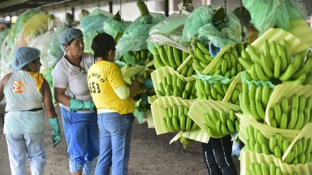 Ecuador es el mayor exportador mundial de bananas.