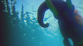 Nadar con un elefante en las islas Andamán en el océano Índico fue para el fotógrafo Ali Bin Thalith "un momento aterrador", pero también una de sus mejores experiencias.