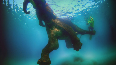 Nadar con un elefante en las islas Andamán en el océano Índico fue para el fotógrafo Ali Bin Thalith "un momento aterrador", pero también una de sus mejores experiencias.