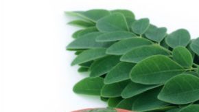 moringa