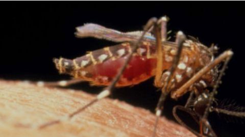 mosquito