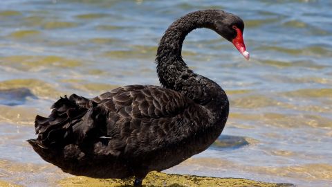 Black_swan_jan09