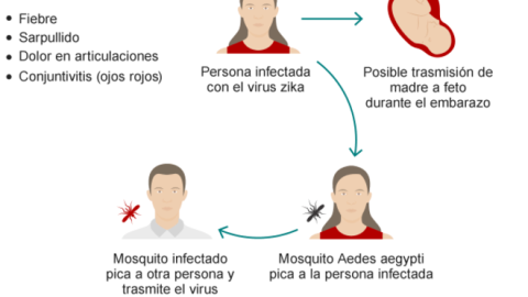 virus zika