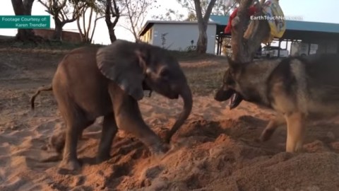 elefante perro amistad viral