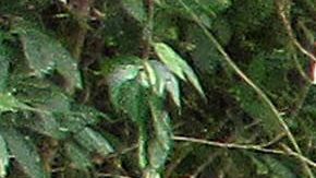 El ELN se encuentra desde enero de 2014 en diálogos exploratorios de paz