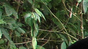 El ELN se encuentra desde enero de 2014 en diálogos exploratorios de paz