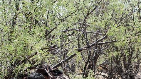 indocumentados patrulla fronteriza arizona