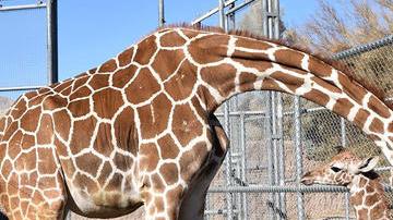 La jirafa, aún sin nombre, es la primera que nace en estas instalaciones este año.