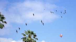 Así luciría el estadio olímpico en Los Angeles.