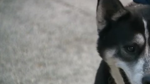 "Liam", el husky que estaba perdido.