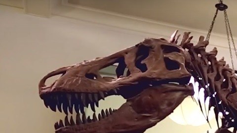 El Titanosaurio mide 122 pies de largo y está en exhibición en el Museo Americano de Historia Natural.
