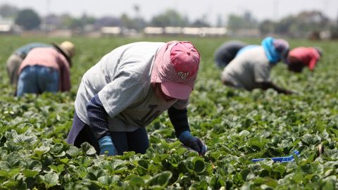 Muchos indígenas mixtecos trabajan en labors agrícolas, principalmente en Oxnard, en el condado de Ventura. /ARCHIVO