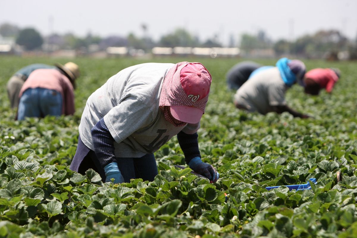 Trabajadores temporales de México recogen fresas en Oxnard.
