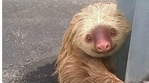 El oso fue hallado en la provincia de Los Ríos, en Ecuador.