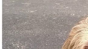 El oso fue hallado en la provincia de Los Ríos, en Ecuador.