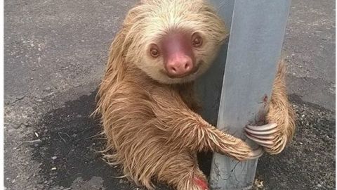 El oso fue hallado en la provincia de Los Ríos, en Ecuador.