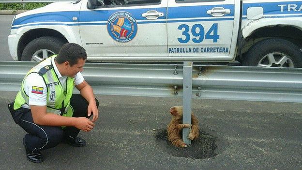 La historia del oso perezoso se publicó en medios de Europa, Asia, América y Oceanía.