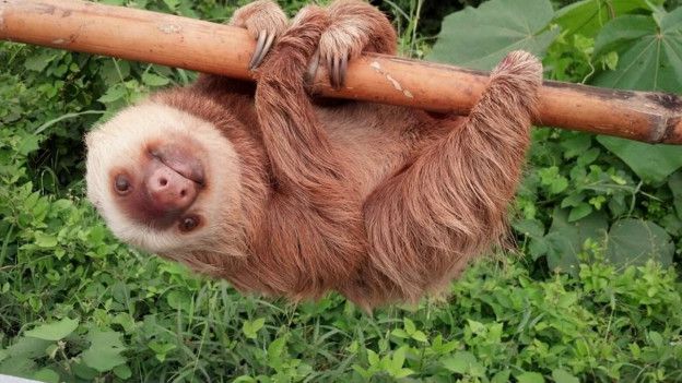En la página de la Comisión de Tránsito de Ecuador se publicó esta imagen del oso perezoso, tras ser devuelto en su hábitat natural.