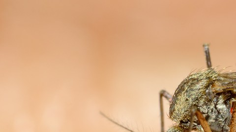 mosquito