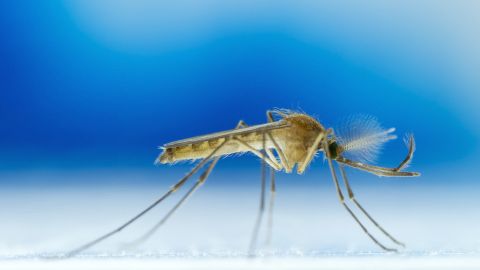 mosquito
