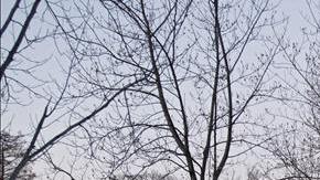 tormenta nieve jonas