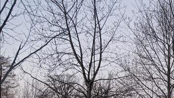 tormenta nieve jonas