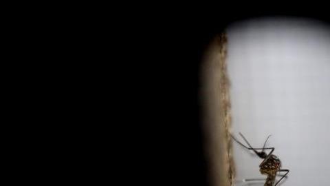 Perú declara emergencia sanitaria por dengue en casi todas sus regiones
