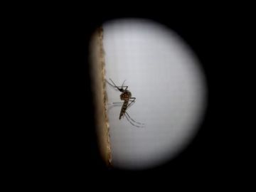 zika