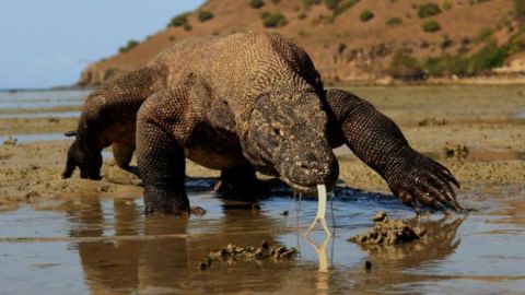 Un dragón de Komodo.Image copyrightKSP Ariefiandy
Image caption
Los dragones de Komodo pueden corren a 29 kilómetros por hora para cazar a sus presas.