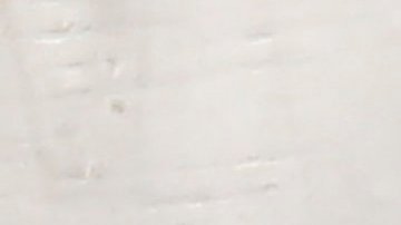 Mosquitos Aedes aegypti fotografiados en un laboratorio en San Salvador.