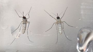 Mosquitos Aedes aegypti fotografiados en un laboratorio en San Salvador.