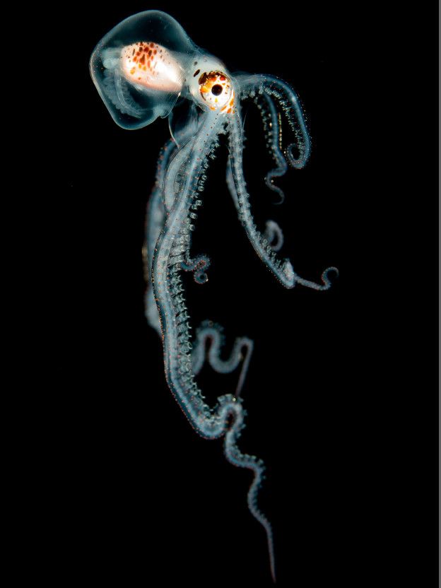 Las mejores fotos submarinas: magia subacuática y espectaculares naufragios