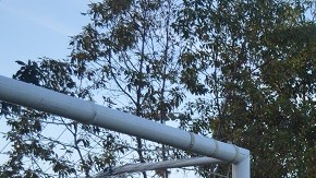 José está esperando la aprobación de su nacionalidad mexicana para viajar a Guadalajara.