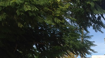 Algunos residentes de Boyle Heights temen que la ‘gentrification’ aumente los alquileres y cambie la atmósfera de la icónica Plaza de Mariachi.