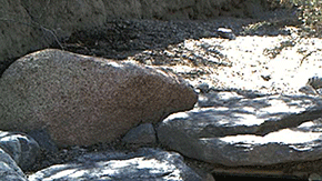 El 8 de febrero, la tortuga Maxine salió de su madriguera en el Desierto Mojave, dándole la bienvenida a la primavera en el Estado Dorado.