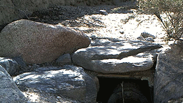 El 8 de febrero, la tortuga Maxine salió de su madriguera en el Desierto Mojave, dándole la bienvenida a la primavera en el Estado Dorado.
