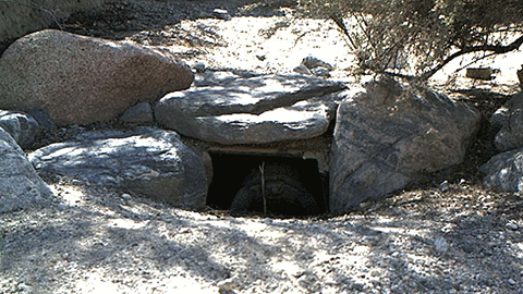 El 8 de febrero, la tortuga Maxine salió de su madriguera en el Desierto Mojave, dándole la bienvenida a la primavera en el Estado Dorado.