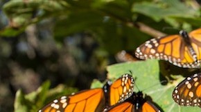 En México se debe instaurar un sistema de vigilancia permanente que evite la tala ilegal en los santuarios de hibernación.