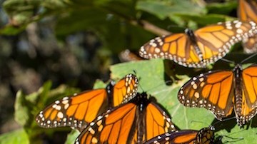 En México se debe instaurar un sistema de vigilancia permanente que evite la tala ilegal en los santuarios de hibernación.