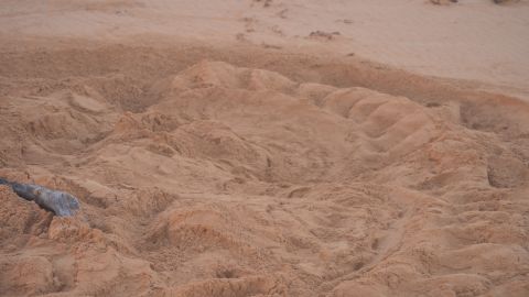 Primer nido de tinglar de la temporada en una playa de Puerto Rico.