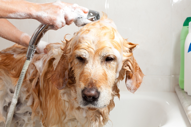 Bañar con la frecuencia requerida a nuestro canino ayuda a eliminar el mal olor de este, que se impregna en el medio ambiente del hogar.