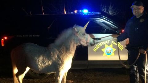 El pony se escapó de una fiesta de cumpleaños.