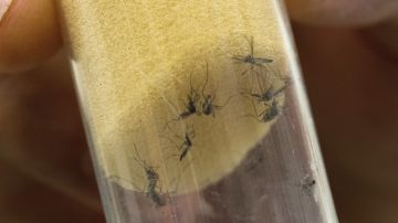 Los mosquitos "Aedes aegypti" son transmisores del virus del Zika y el dengue.