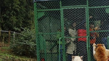 Los animales observan a los visitantes enjaulados