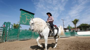 De indigente a empresario. Jesús Jiménez, dueño de Rancho Jimenez, el mayor poseedor de caballos españoles en Estados Unidos. (Foto Aurelia Ventura/La Opinion)