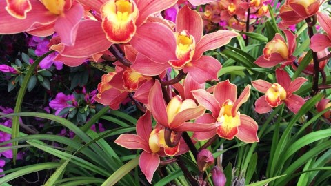 El Young Museum realizará su evento anual el Bouquet to Art 2016, una hermosa exhibición de arreglos florales.