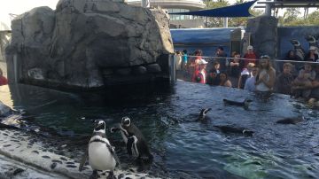 El área dedicada a los pingüinos es una de las más populares en el Aquarium of the Pacific, en Long Beach.