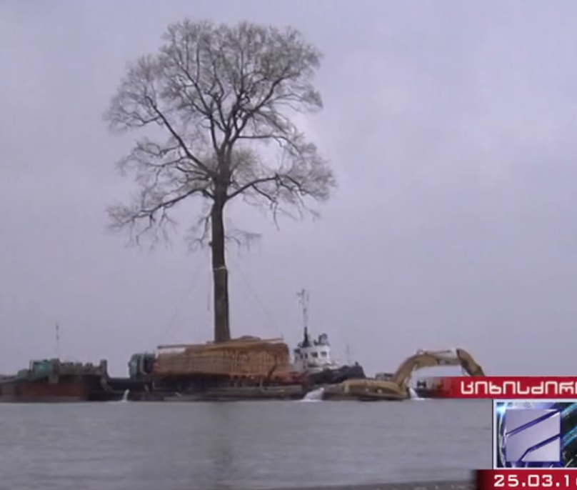 El traslado del árbol ha sido más difícil de lo esperado.